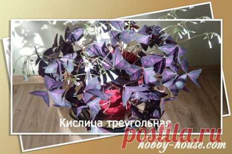 Комнатный цветок кислица фото уход размножение | Дом Семья и Я