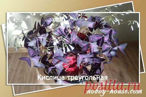Комнатный цветок кислица фото уход размножение | Дом Семья и Я