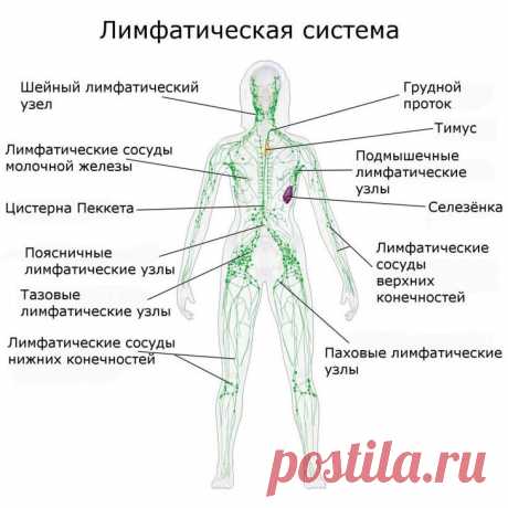 Как_поддерживать_чистоту_лимфатической_системы Народная медицина — рецепты, советы, способы, cекреты и народные средства.