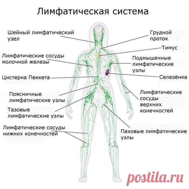Как_поддерживать_чистоту_лимфатической_системы Народная медицина — рецепты, советы, способы, cекреты и народные средства.