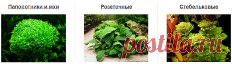 Аквариумные растения - более 400 видов с названиями, фото и описанием