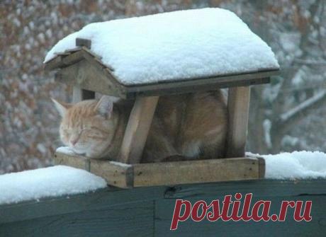 My home, my rules. | Funny cats