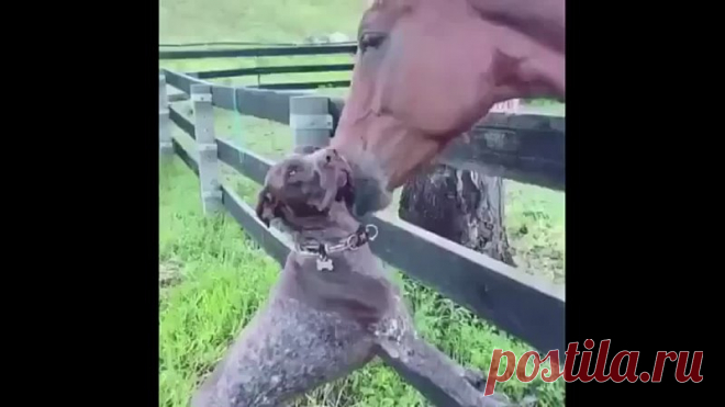 Залюбила лошадка собачку! А та не уходит ведь!