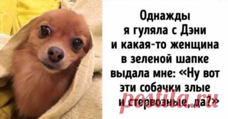 Девушка всю жизнь мечтала о большой собаке, но взяла шпица и не пожалела ни одной секунды . Милая Я