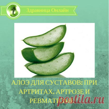 АЛОЭ ДЛЯ СУСТАВОВ: ПРИ АРТРИТАХ, АРТРОЗЕ И РЕВМАТИЗМЕ. | . | Яндекс Дзен