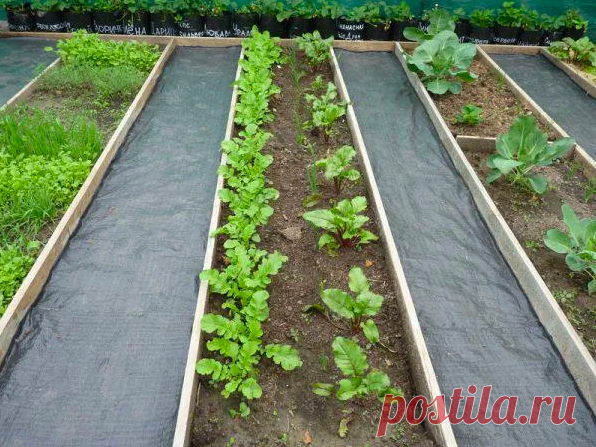 Что такое шведская грядка и почему на ней не бывает сорняков Добрый день, огородники и садоводы!

Расскажу, что такое шведская грядка и почему на ней не бывает сорняков.
Не забывайте подписываться на Урожайный огород! Ставьте палец вверх и оставляйте комментарии под статьей!
Если вы хотите со 100%-ной вероятностью избавиться от сорняков, тогда можно сдела