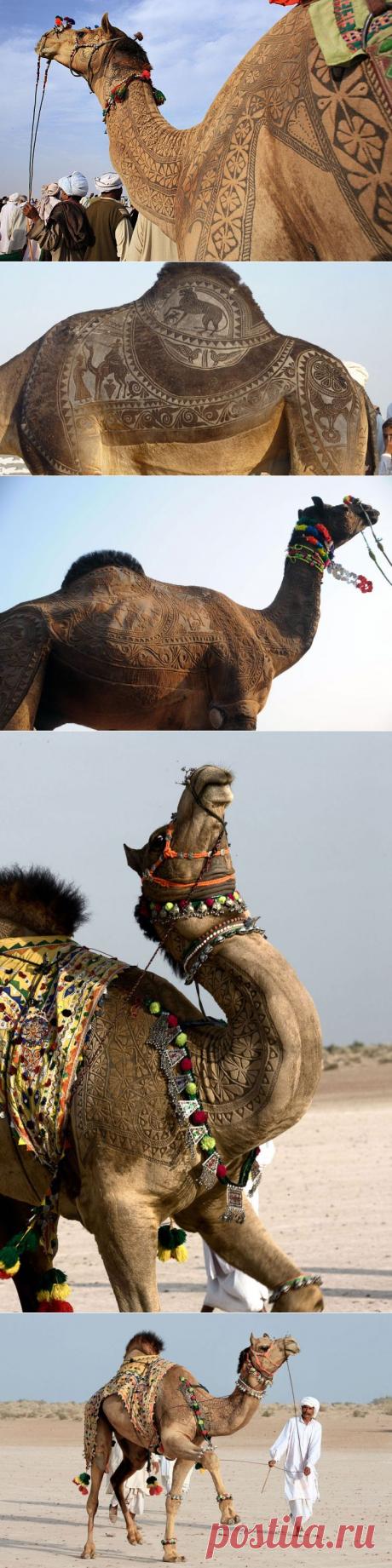 Конкурс красоты у верблюдов
