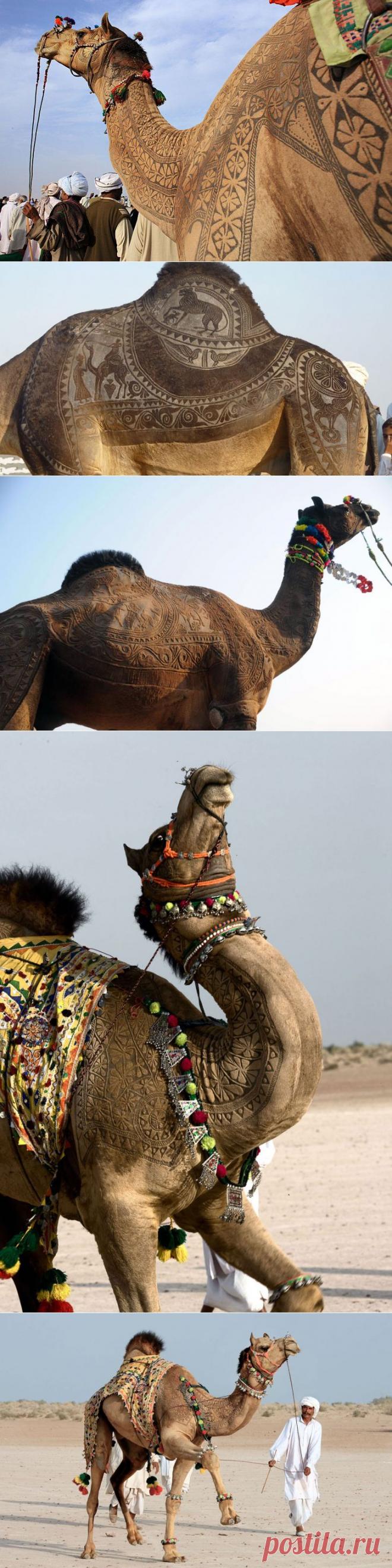 Конкурс красоты у верблюдов