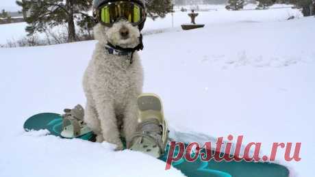 СНОУБОРДИСТ прикольная ШАПКА для СОБАКИ с ОЧКАМИ Hats for dogs