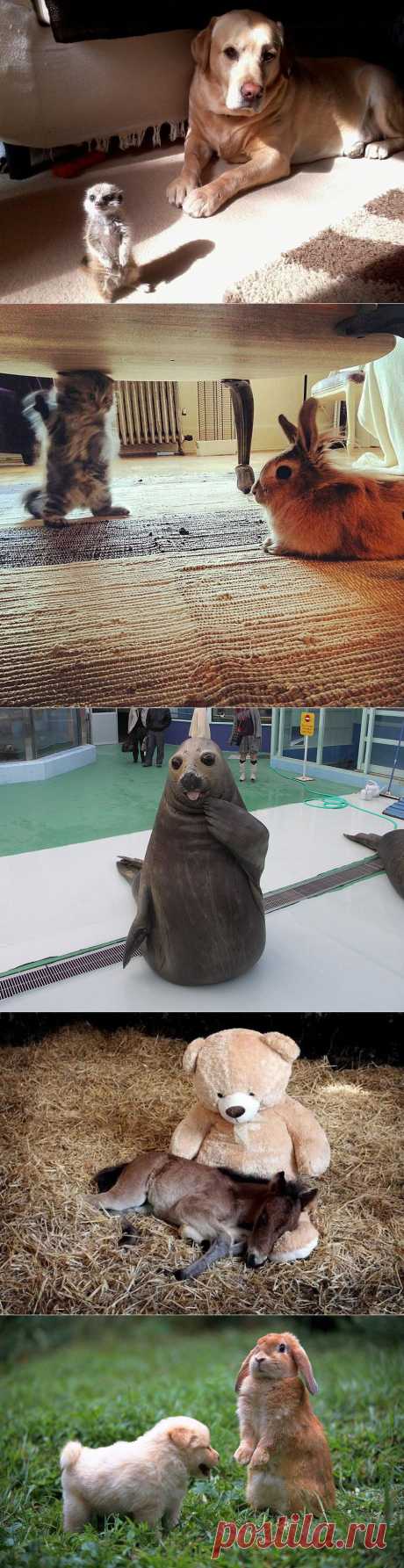 50 фотографии животных, которые вы просто обязаны увидеть :  НОВОСТИ В ФОТОГРАФИЯХ