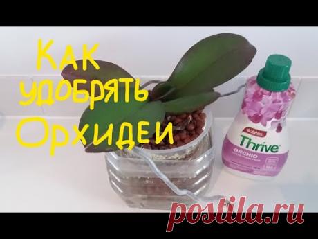 орхи