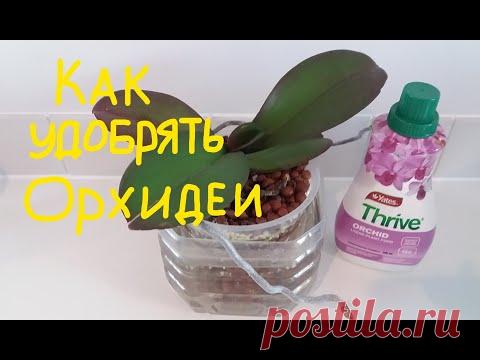 орхи