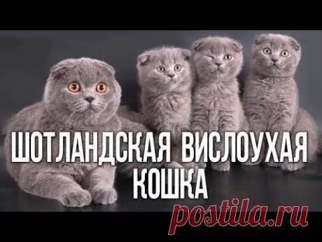 Шотландские вислоухие - интересные факты 😜😜😜