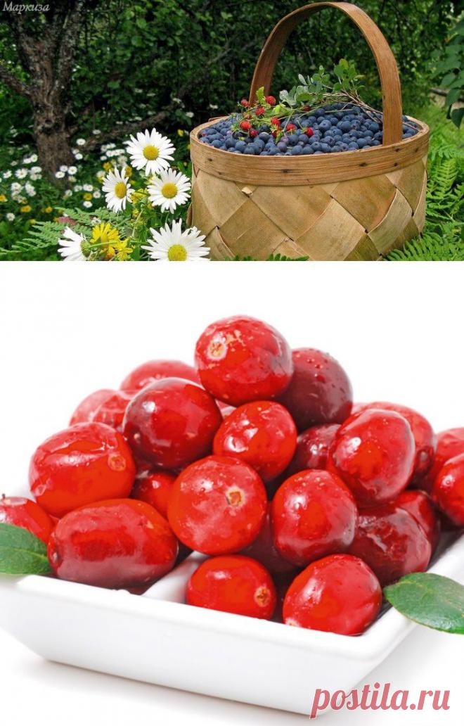 Ягоды полезные для иммунитета. Самый лучший способ укрепить иммунную систему и зарядиться здоровьем - употреблять ягоды, которые содержат множество микроэлементов и витаминов без химии. Ягоды предотвращают авитаминоз. Они сохраняют свои полезные функции и в замороженном, и в сушенном виде.