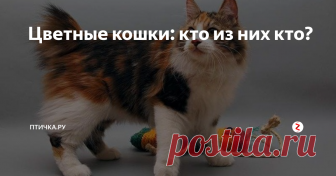 Цветные кошки: кто из них кто? Фото, немного о генетике и еще чуть-чуть о названии окрасов