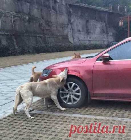 Мужчина вышел из машины и пнул ЭТУ дворнягу. Вот с кем она вернулась через 5 минут…