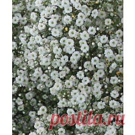 Bambino - Гипсофила