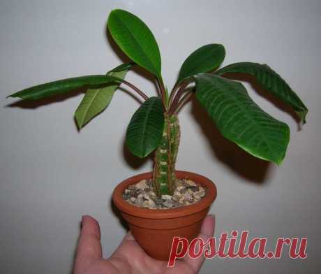 Комнатный молочай