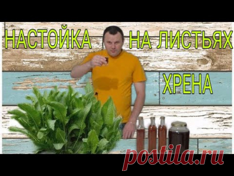 ЛЕКАРСТВЕННАЯ НАСТОЙКА НА ЛИСТЬЯХ ХРЕНА