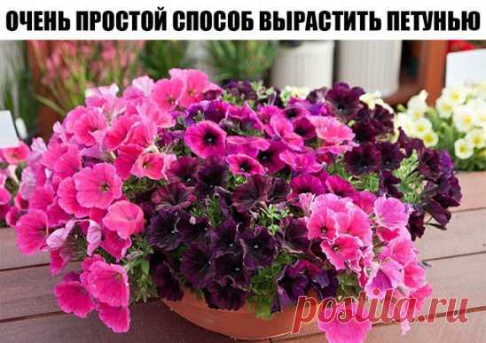 Очень простой способ вырастить петунью
У многих садоводов не получается вырастить петунию из семян. Я каждый год рассаду петунии выращиваю сама. И поверьте, её вырастить очень легко. Только есть несколько секретов, которыми я с удовольствием поделюсь. 
Раскладываю торфотаблетки в пластиковый контейнер. И заливаю теплой водой с добавлением «Гумистара» или «Биококтейля». Таблетки вырастают «на глазах». На каждую торфотаблетку положить по 1 грануле петунии. 
Сверху засыпаю снегом. Это позволяет п