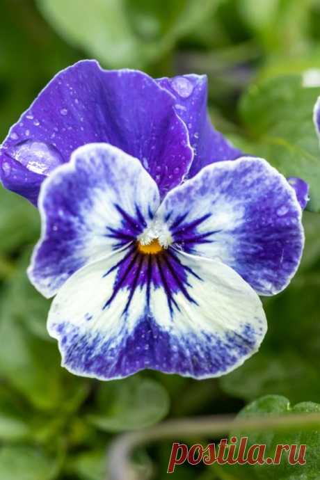 Виола рогатая Viola cornuta Sorbet XP Delft Blue