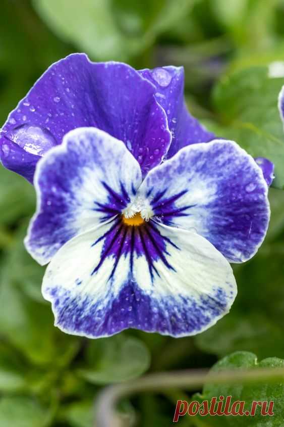 Виола рогатая Viola cornuta Sorbet XP Delft Blue