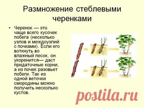 Размножение черенкованием — 6 соток