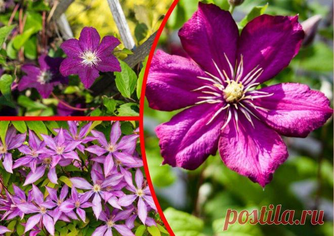 Способы размножить капризный клематис: создаем правильные условия
Клематисы относятся к тем цветам, которые будто бы специально созданы исключительно для...
Читай пост далее на сайте. Жми ⏫ссылку выше