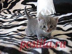 я иду хозяин