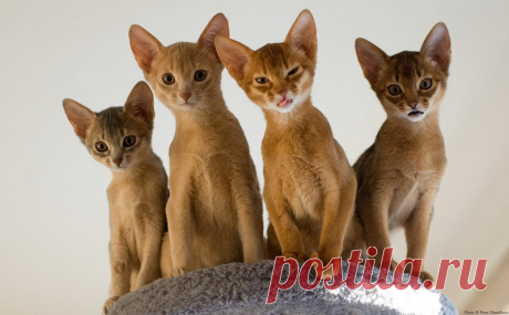 Эти необычные коты…
