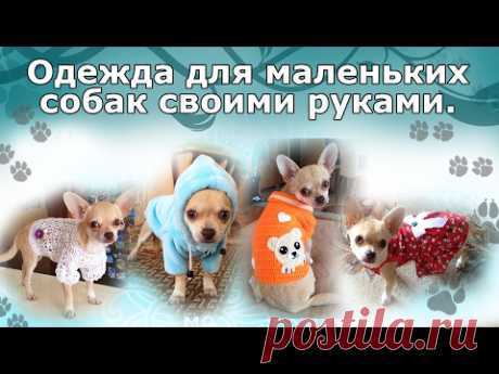 Одежда для маленьких собак своими руками.