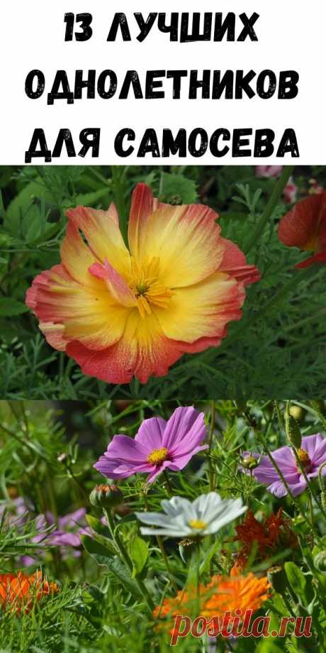 13 лучших однолетников для самосева