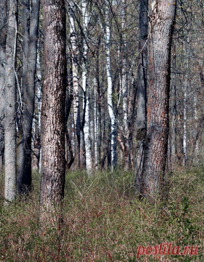 Этюд "Летом в парке"