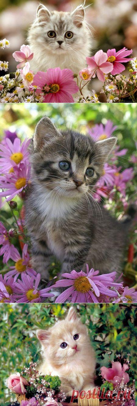 КОТЯТА В ЦВЕТАХ....