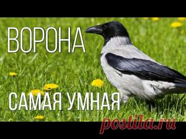 Ворона: Главная пернатая бандитка | Интересные факты про ворон