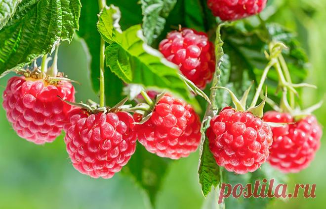 Как подготовить малину к зиме – секреты опытных садоводов | Полезные статьи на блоге Беккер