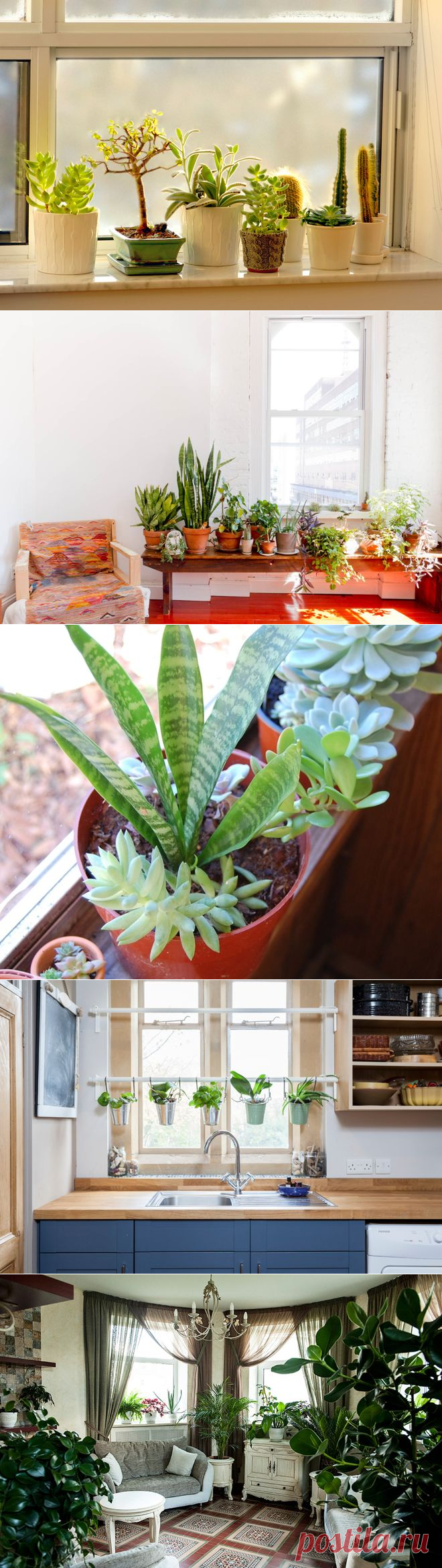 12 идей для декора подоконника комнатными цветами