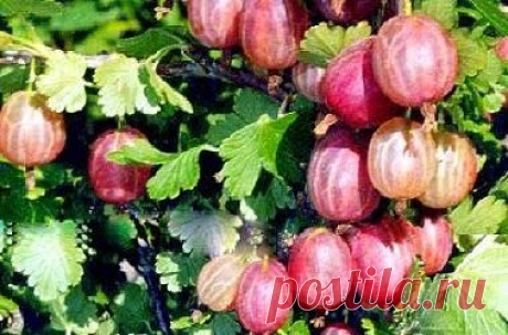 Заготовки из крыжовника на зиму