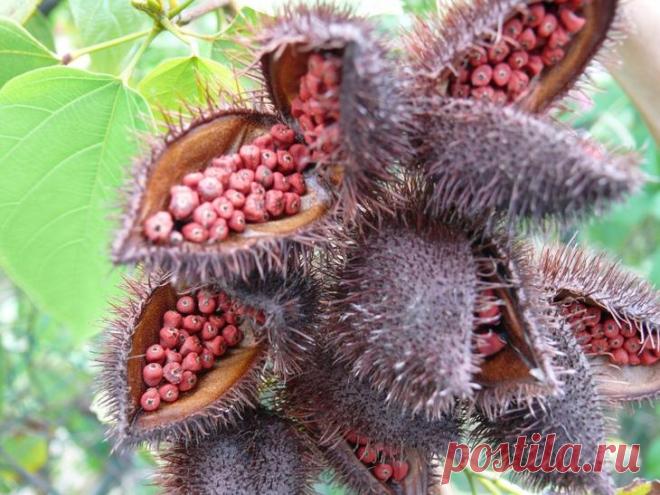 15 жутких растений из ночных кошмаров, которые существуют на самом деле