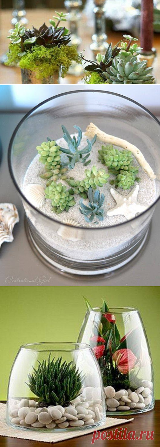 Mis cactus y ventas y compras: Ideas para decorar con cactus !!!