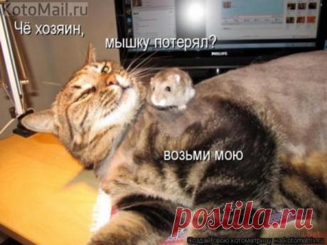 Возьми мою. | KotoMail.ru