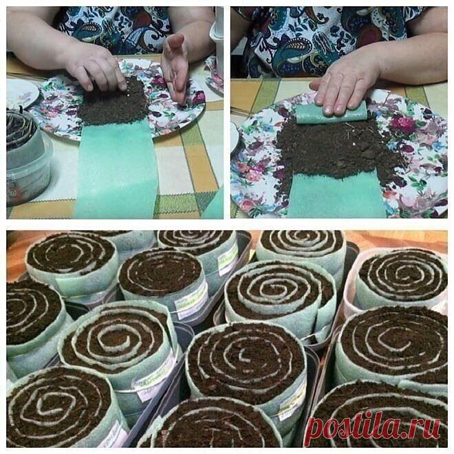 РАССАДА В УЛИТКАХ И ПЕЛЕНКАХ - ЭКОНОМИЯ МЕСТА И ГРУНТА!

Каждую весну поклонники сельского хозяйства загромождают свои квартиры ящиками с рассадой. Они занимают подоконники, стеллажи и все доступные горизонтальные поверхности, требуют бесконечного полива и часто, с помощью детей и домашних животных, оказываются на полу. Сторонники современного способа посадки семян в улитках решили большинство этих проблем, но приобрели взамен парочку других.

Что такое пеленки и улитки дл...