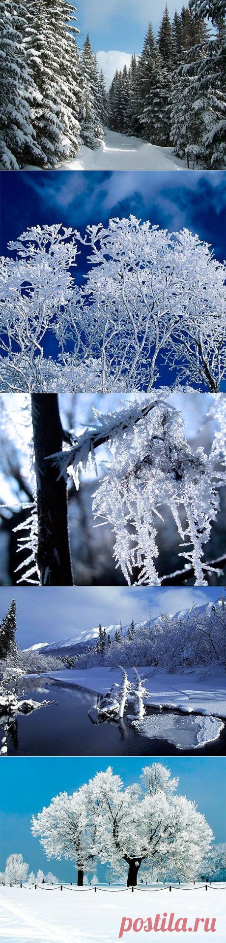 Зимний лес (49 фото) природа, деревья картинки видео