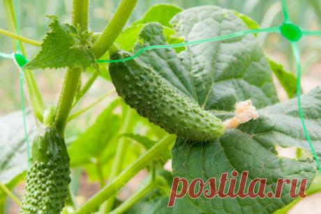 Секреты раннего урожая огурцов