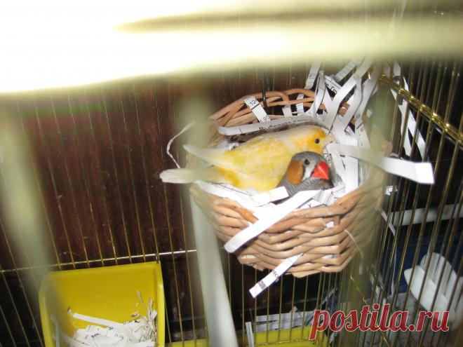 Канарейка Туся и амадин Чика!!!!