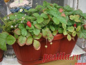 Можно ли вырастить землянику в квартире