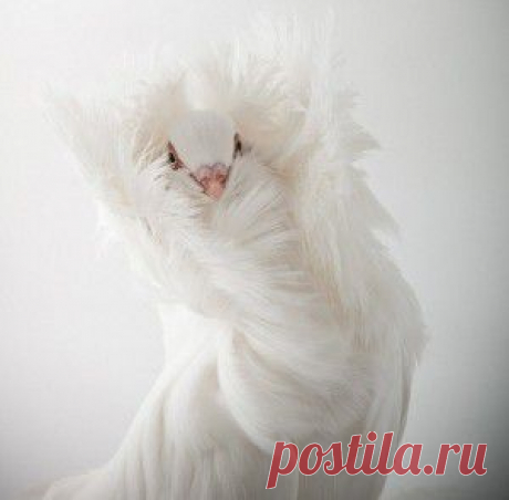 Потрясающие фотографии голубей от Ричарда Бейли
