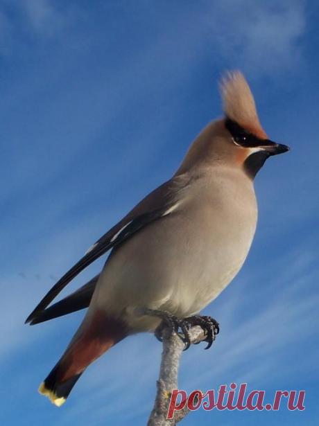 Птица с хохолком на голове: какие из них встречаются в нашей стране?