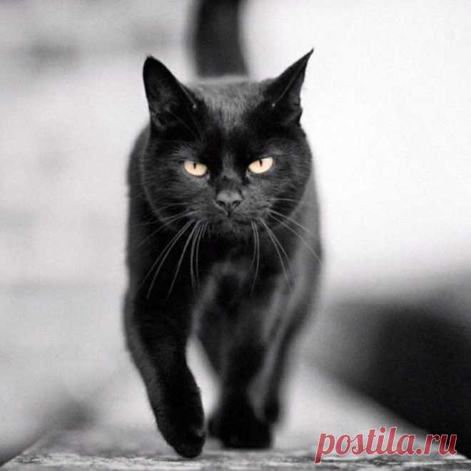 ...А кошка у ног неизвестной породы... Учила её чувству гордой свободы...
Учила гулять по обшарпанной крыше...Учила, что люди почти что как мыши...
И если любить, то не жалких, не слабых....И если уж падать, то только на лапы..