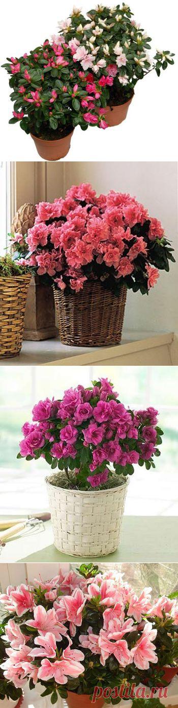 С азалией можно подружиться!.